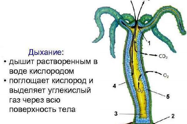 Кракен даркнет аккаунт